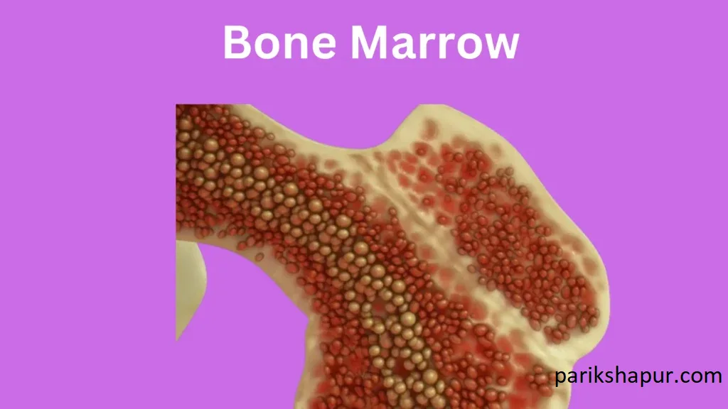 Bone Marrow Failure: Symptoms, Diagnosis and Treatments